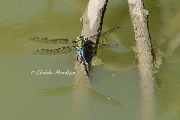 Anax imperator o parthenope ??